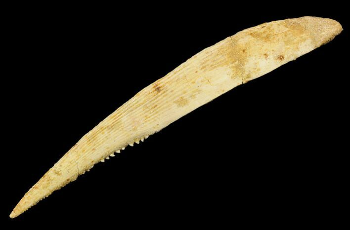 6.9" Fossil Shark (Hybodus) Dorsal Spine - Morocco